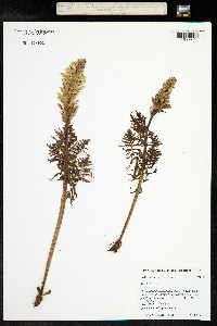 Pedicularis grayi image