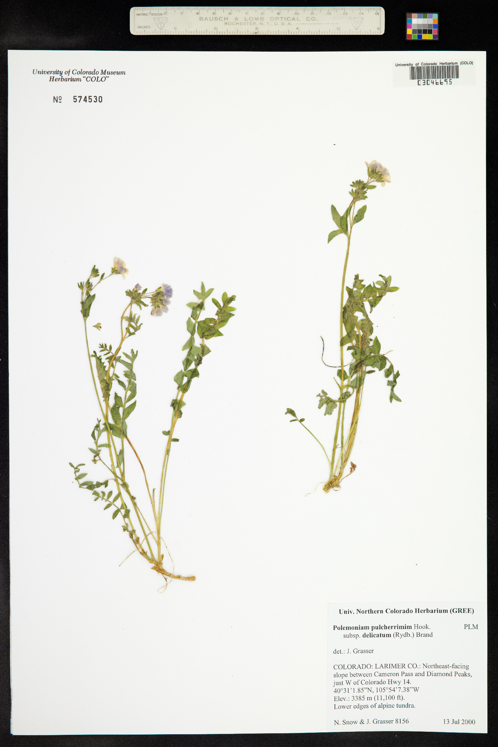 Polemonium pulcherrimum image