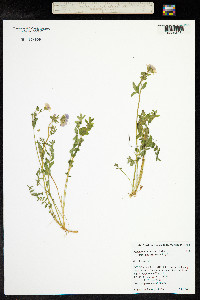 Polemonium pulcherrimum image