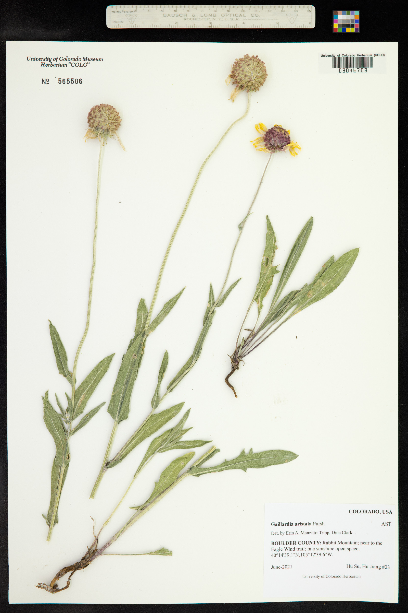 Gaillardia aristata image