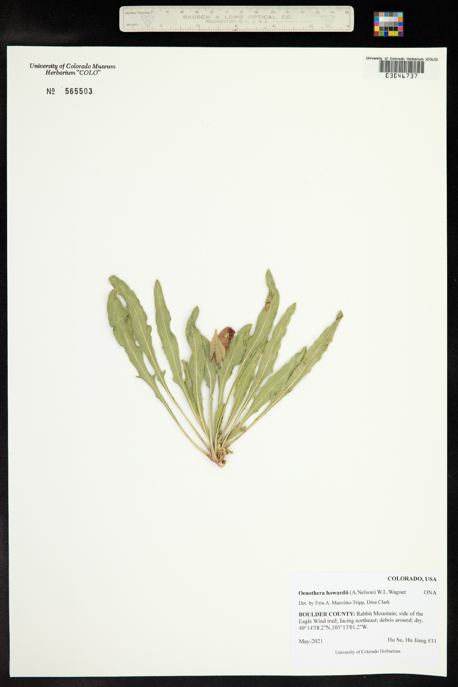 Oenothera howardii image