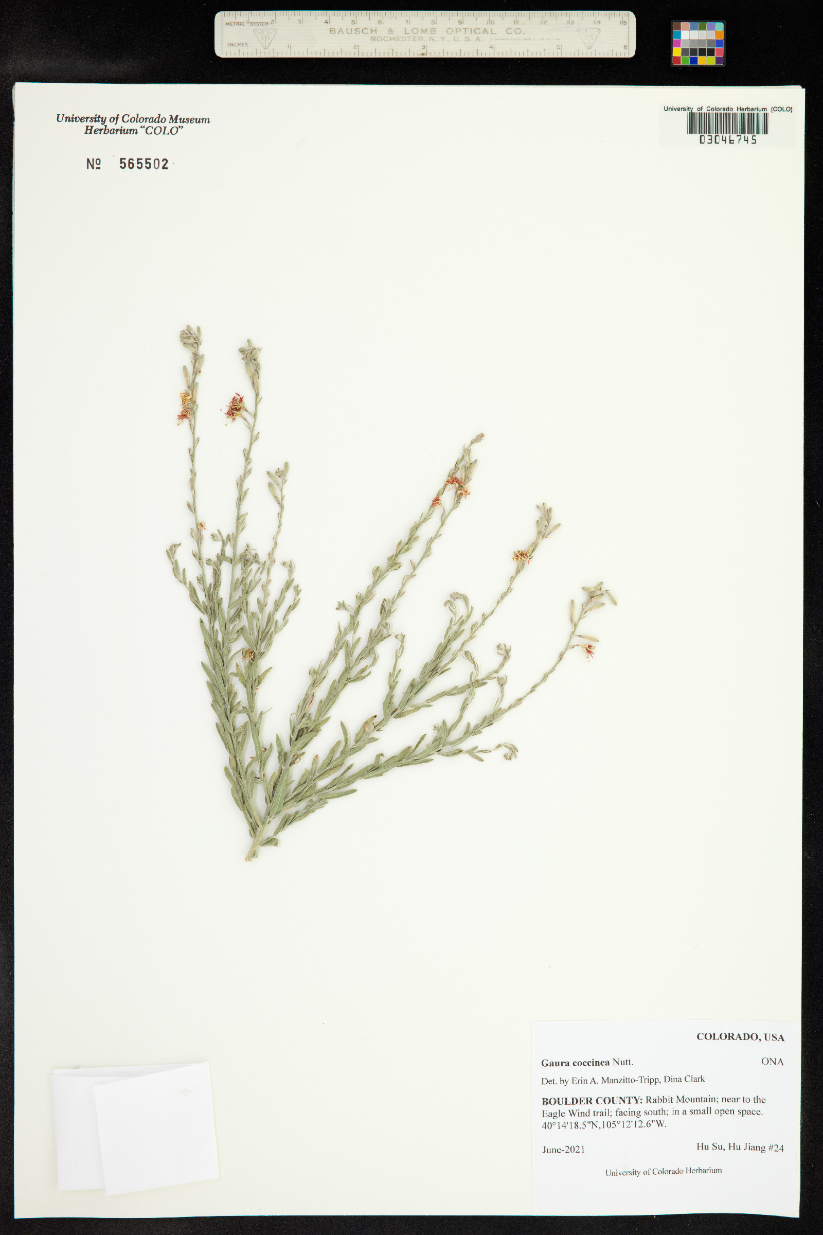 Oenothera suffrutescens image