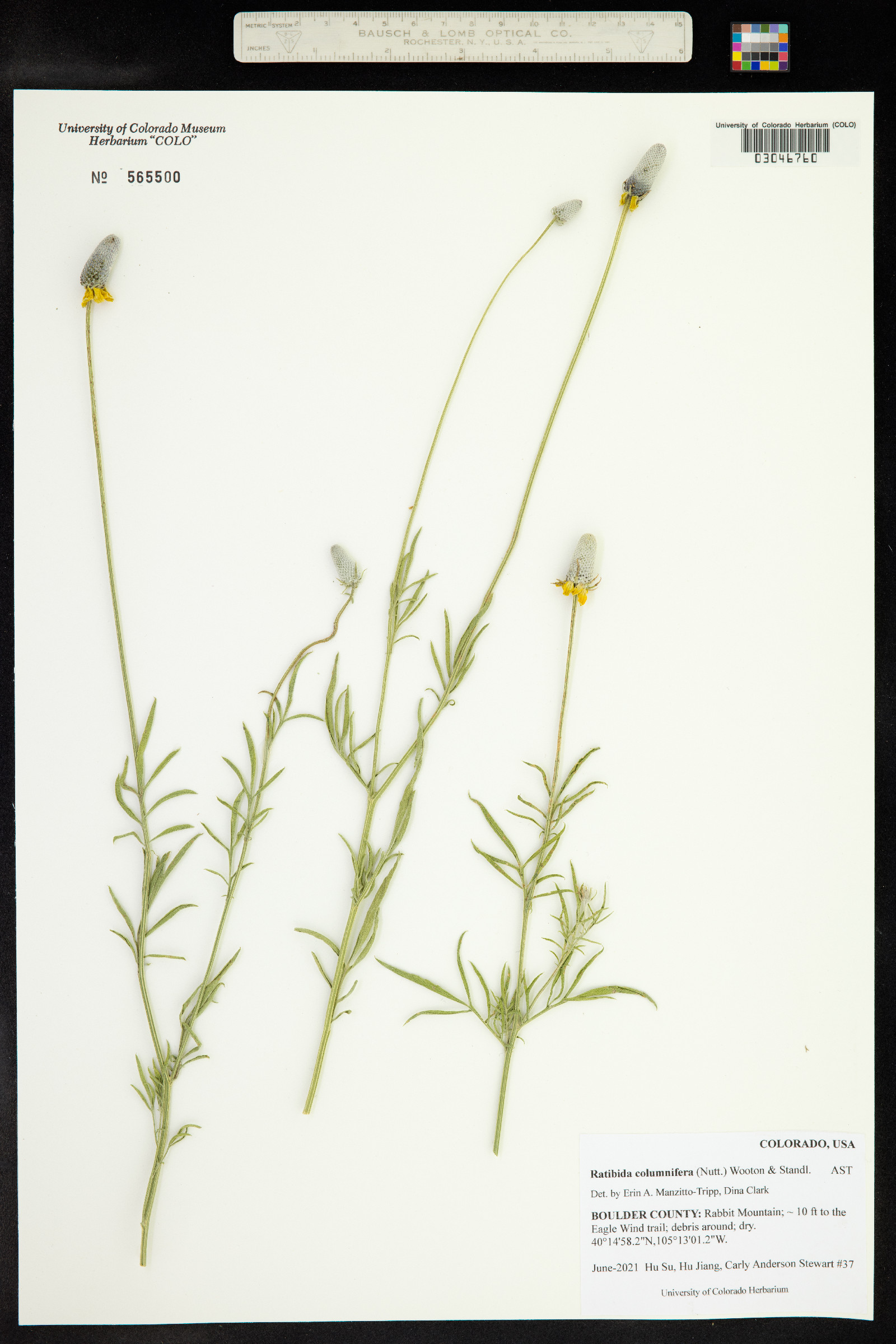 Ratibida columnifera image
