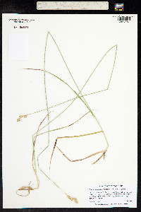 Carex scoparia image