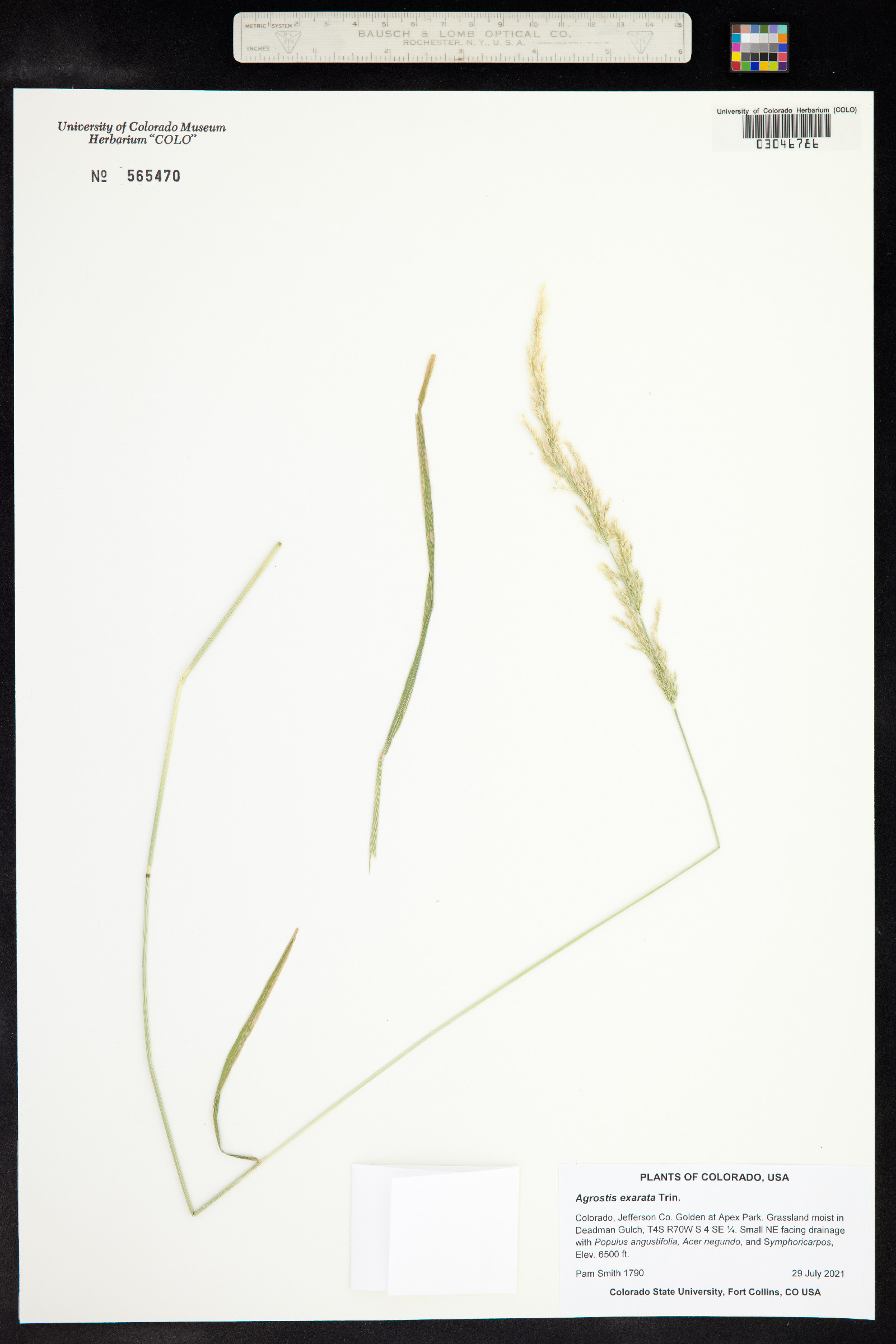 Agrostis exarata image