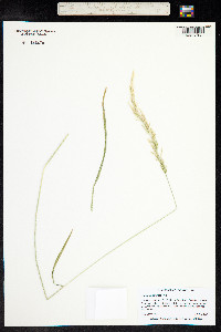 Agrostis exarata image