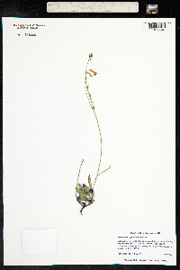 Penstemon griffinii image