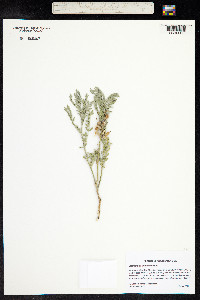 Astragalus plattensis image