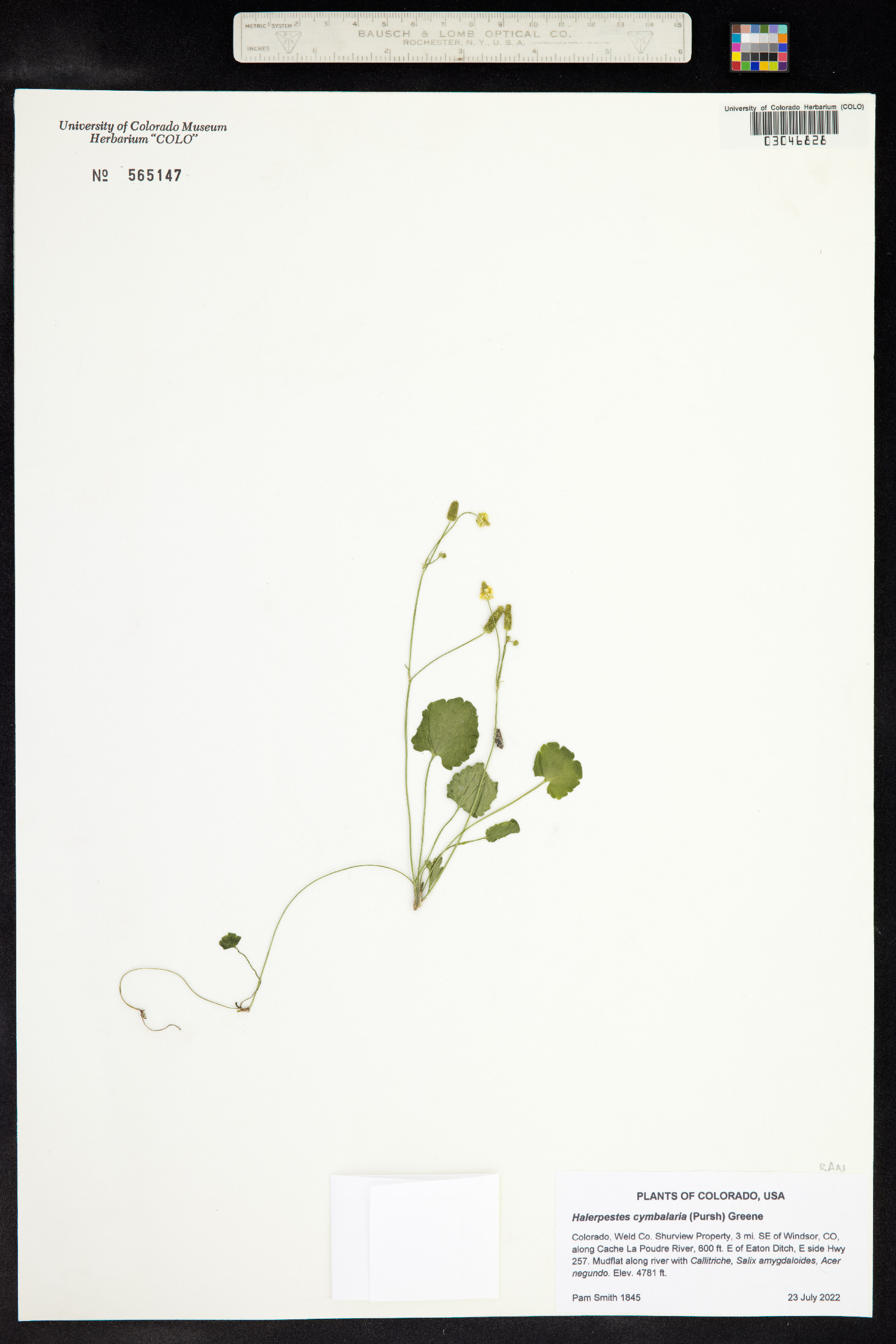 Ranunculus cymbalaria image