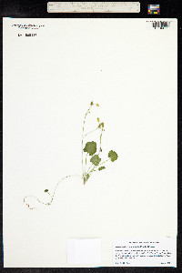 Ranunculus cymbalaria image