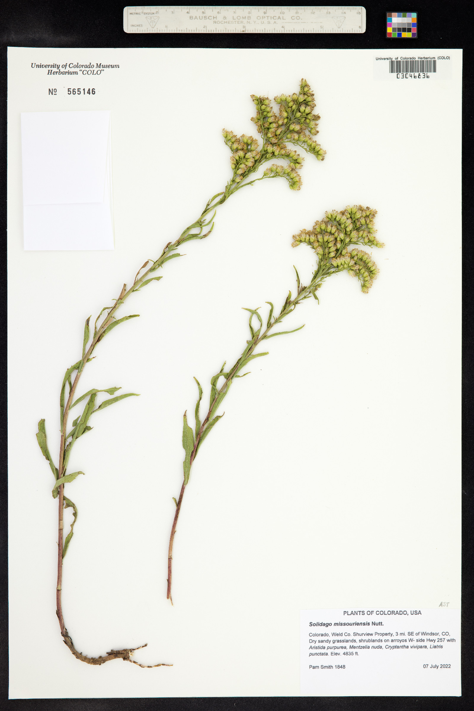 Solidago missouriensis image