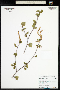 Betula occidentalis image