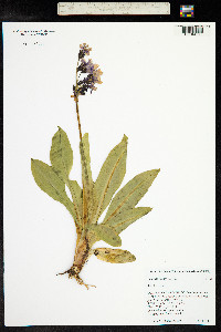 Primula parryi image