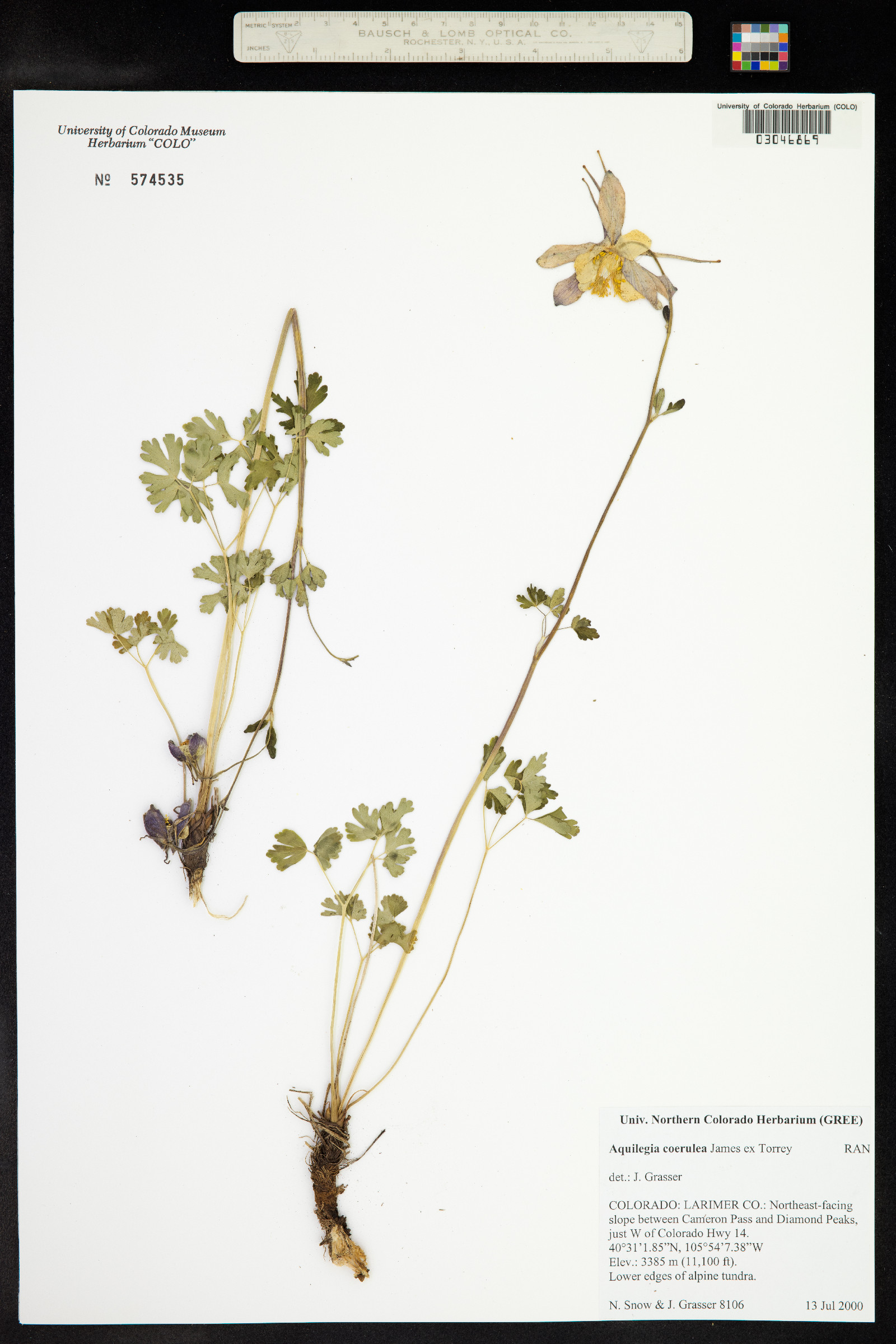 Aquilegia coerulea image