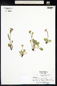 Packera dimorphophylla var. dimorphophylla image