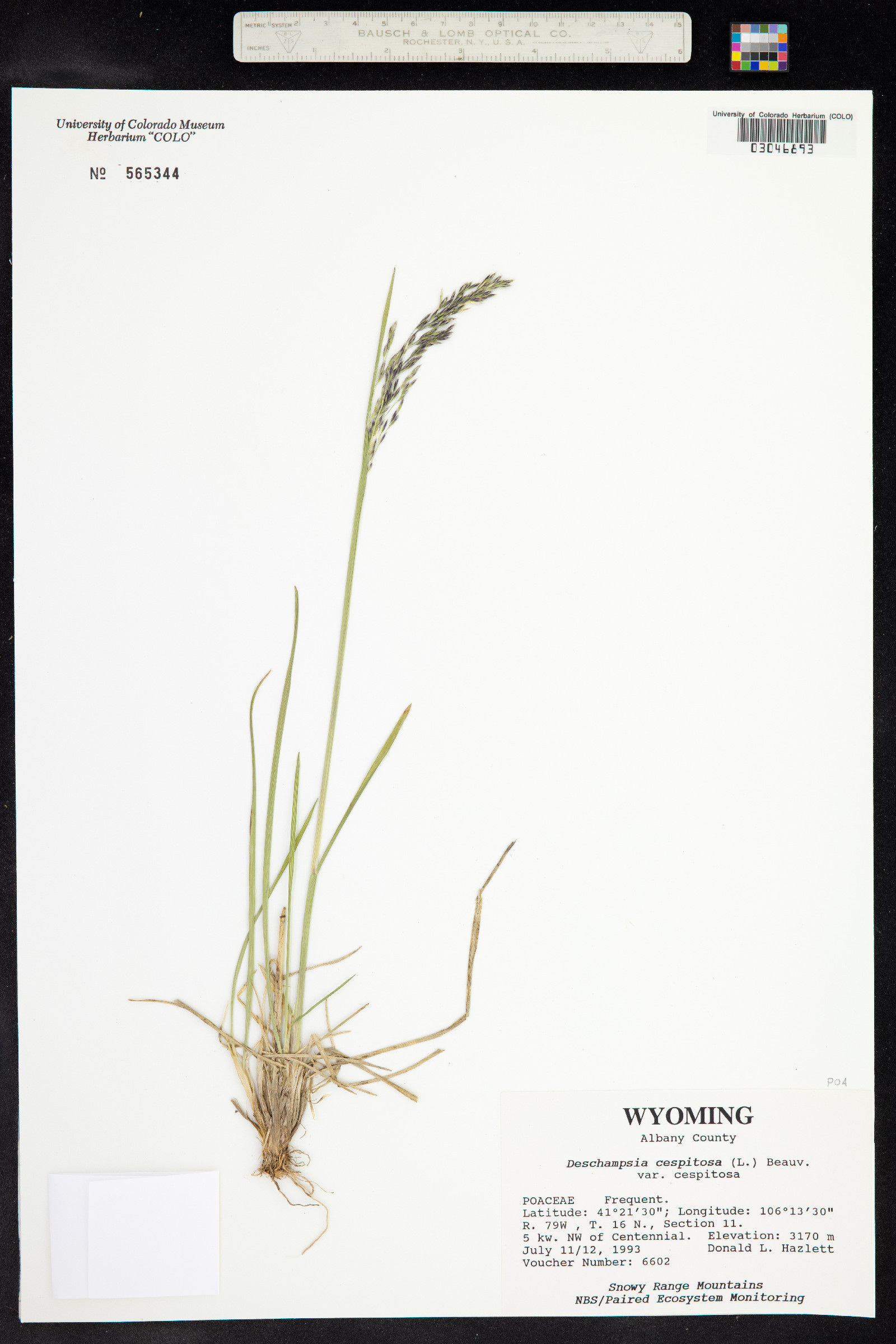 Deschampsia cespitosa ssp. cespitosa image