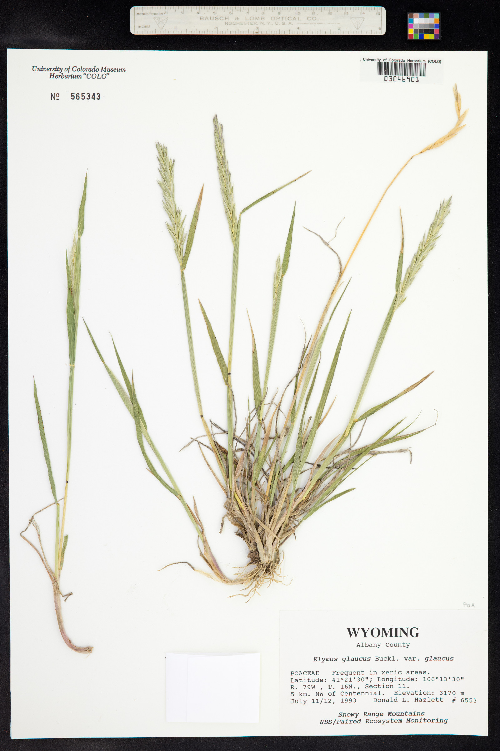 Elymus glaucus image