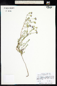 Symphyotrichum oblongifolium image