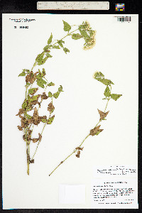 Image of Brickellia fendleri