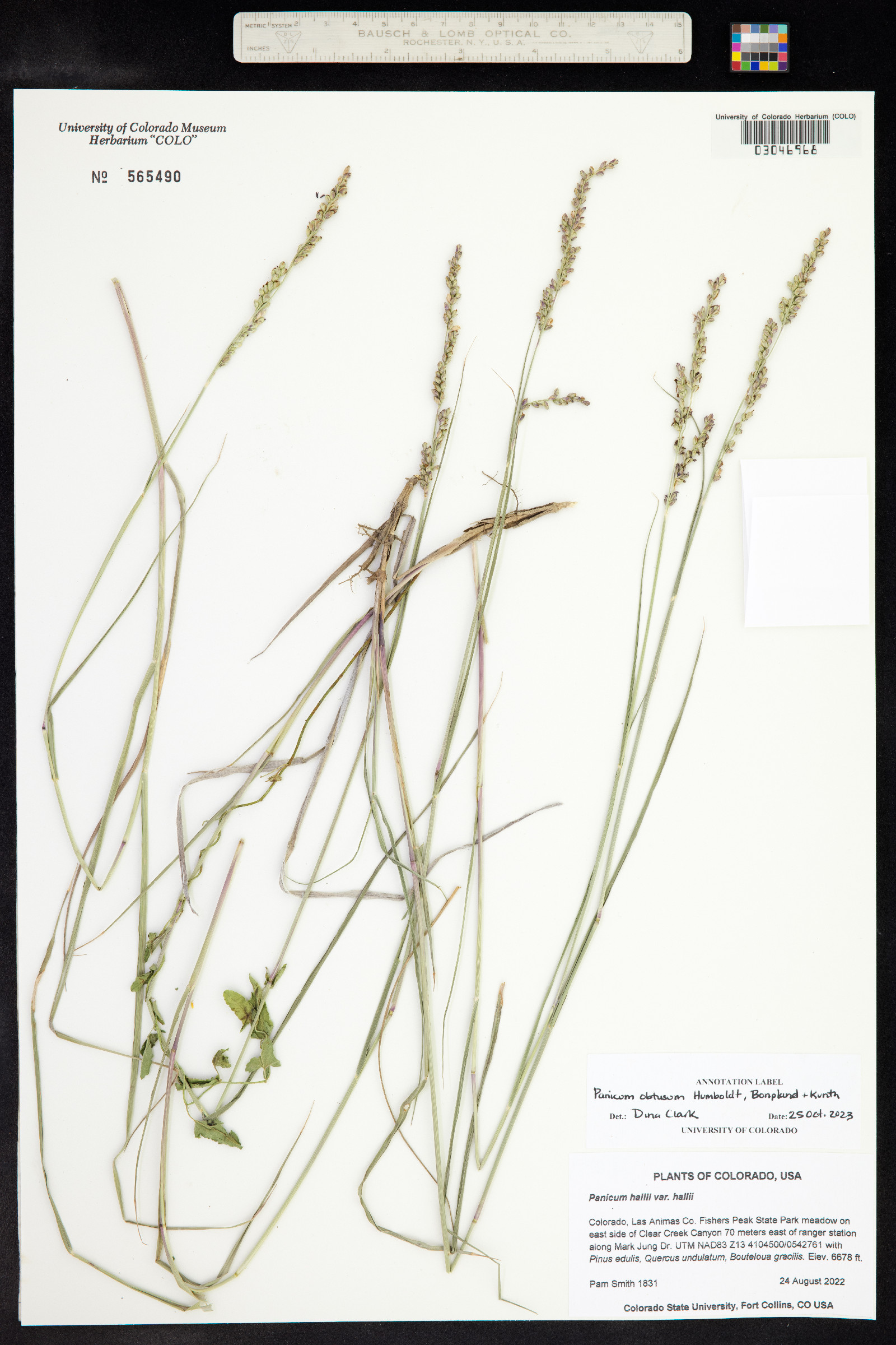 Hopia obtusa image