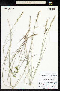 Hopia obtusa image