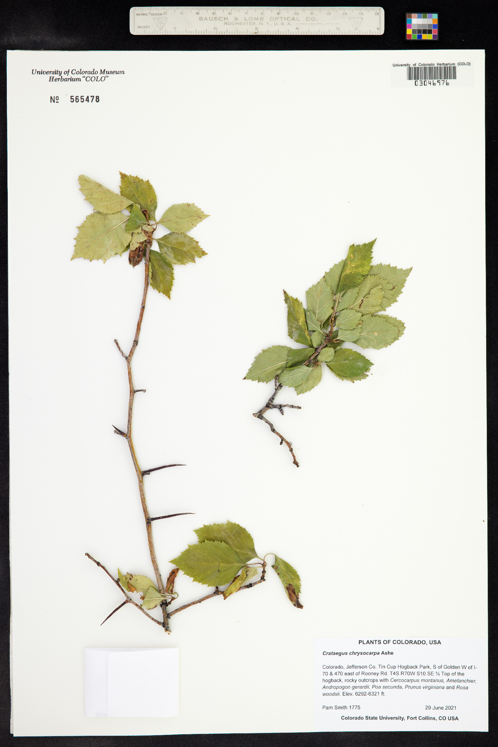 Crataegus chrysocarpa image