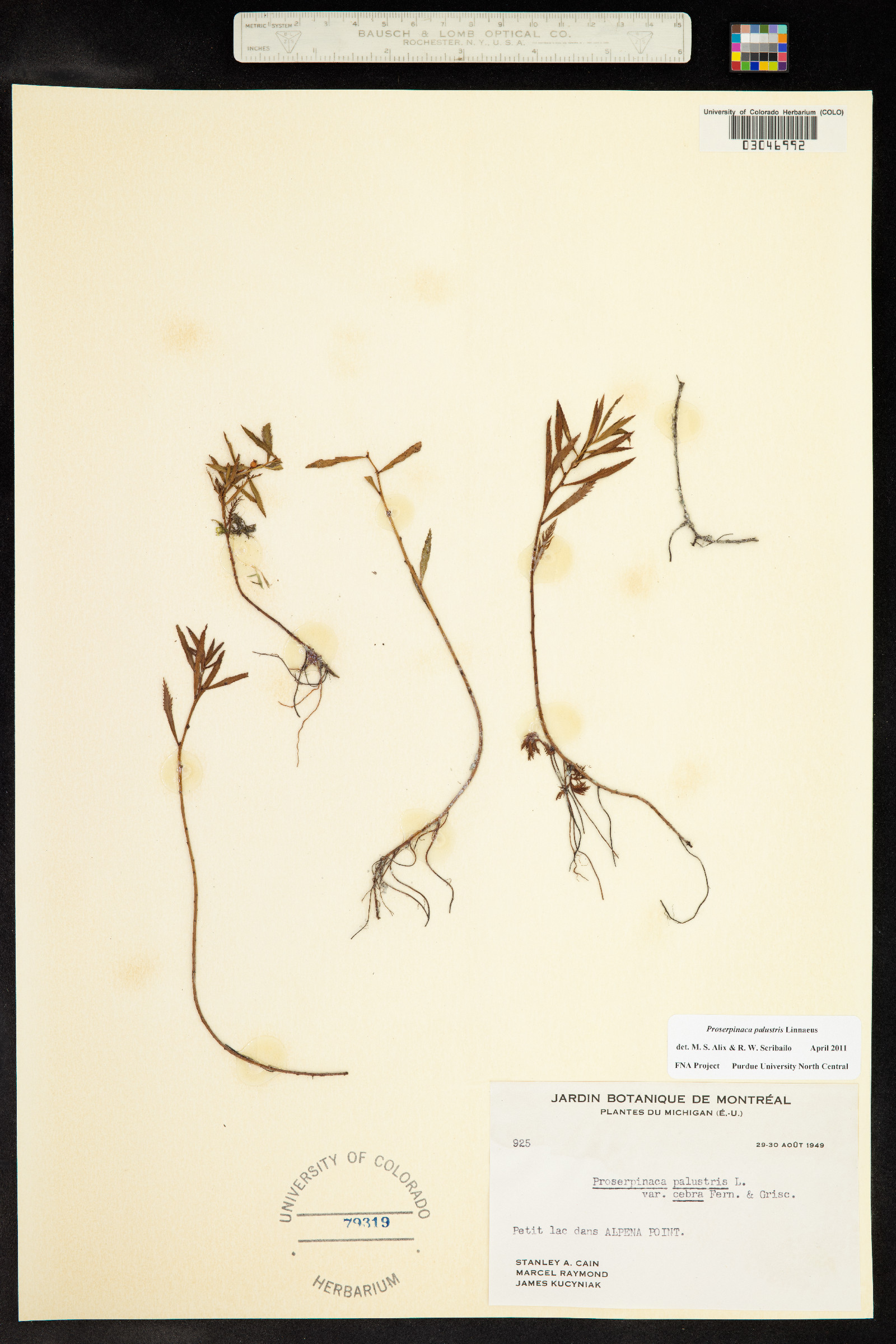 Proserpinaca palustris image