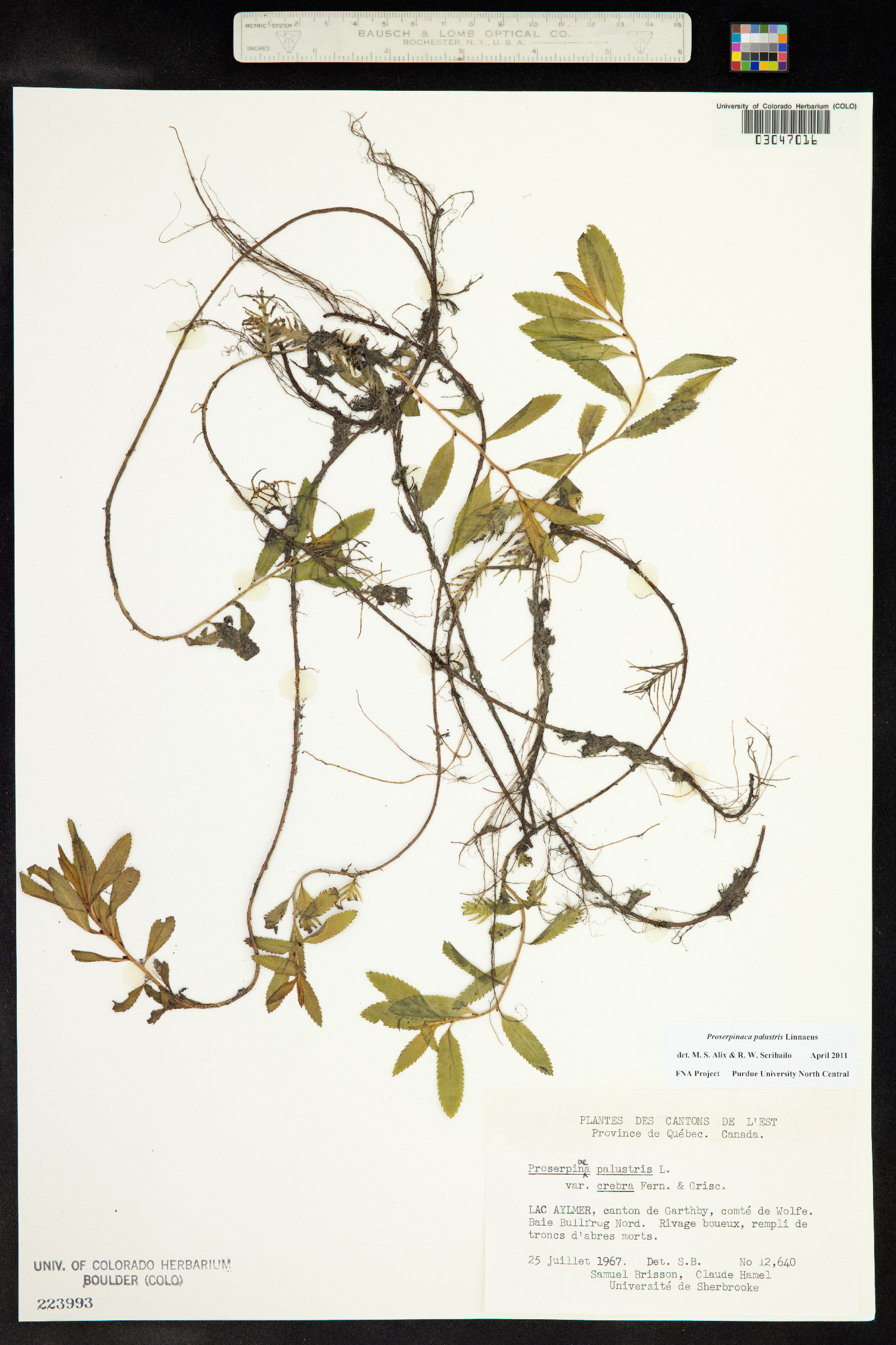 Proserpinaca palustris image