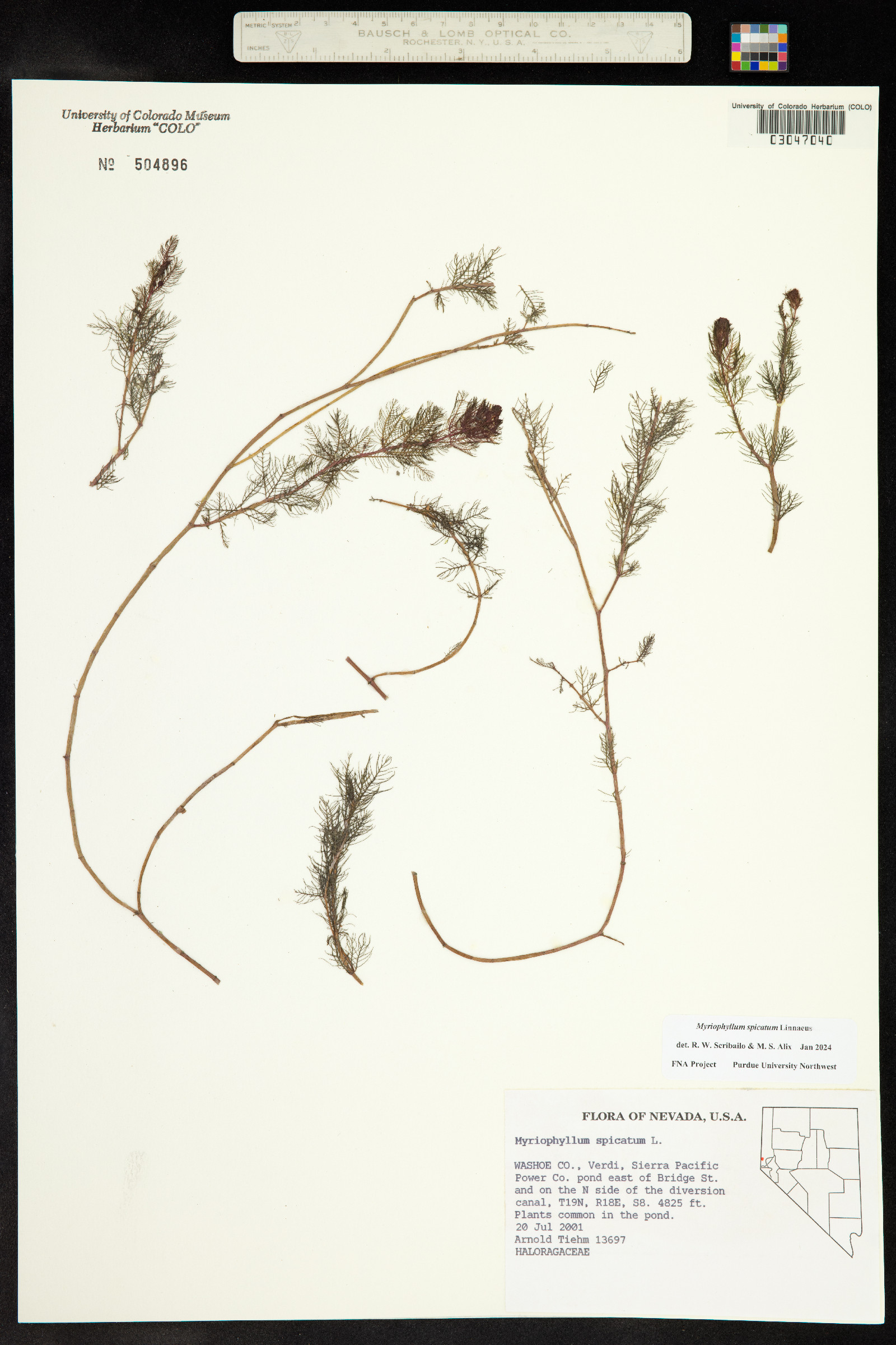 Myriophyllum spicatum image