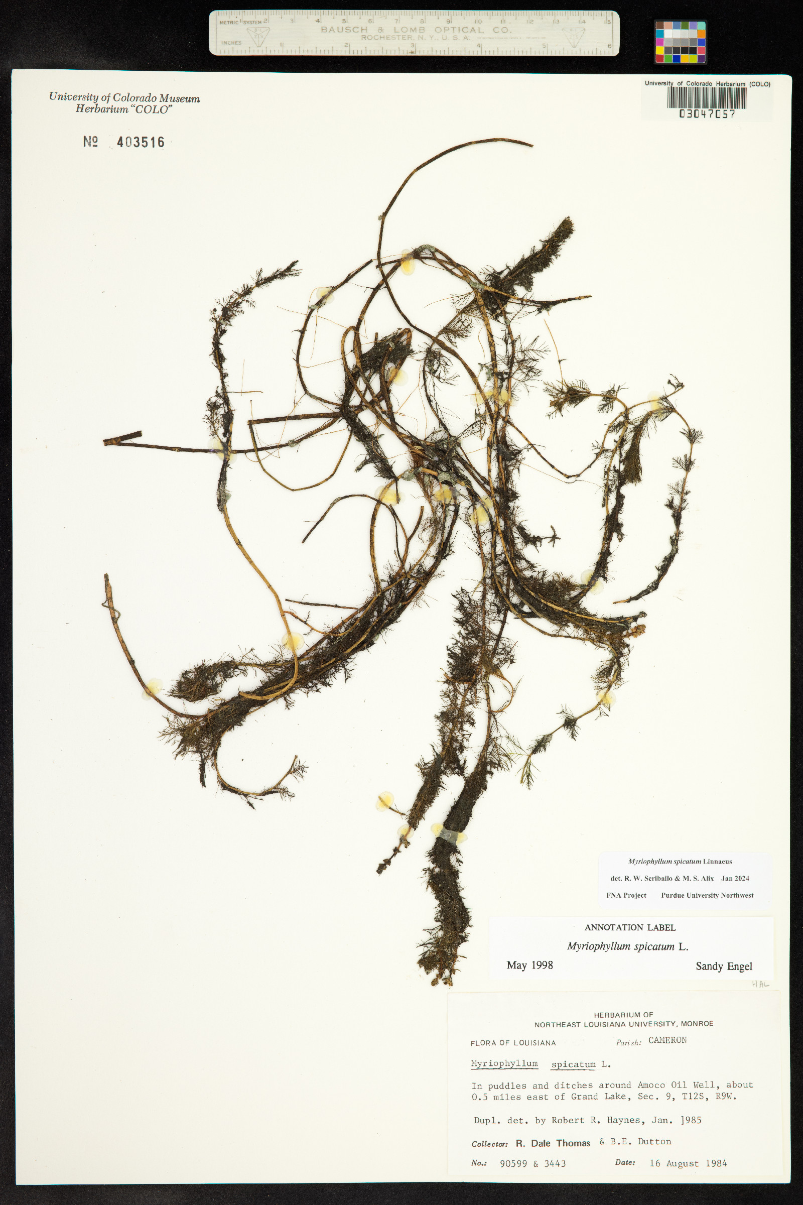 Myriophyllum spicatum image