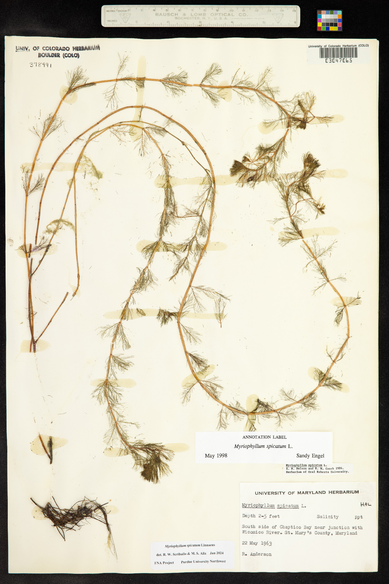 Myriophyllum spicatum image