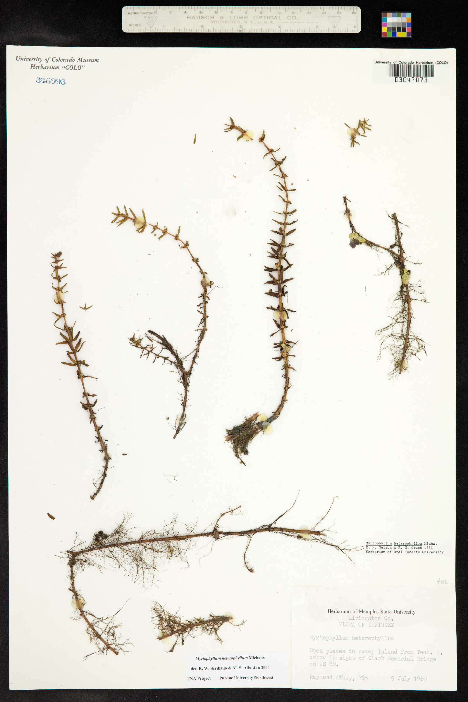 Myriophyllum heterophyllum image
