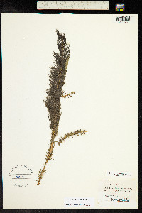 Myriophyllum heterophyllum image