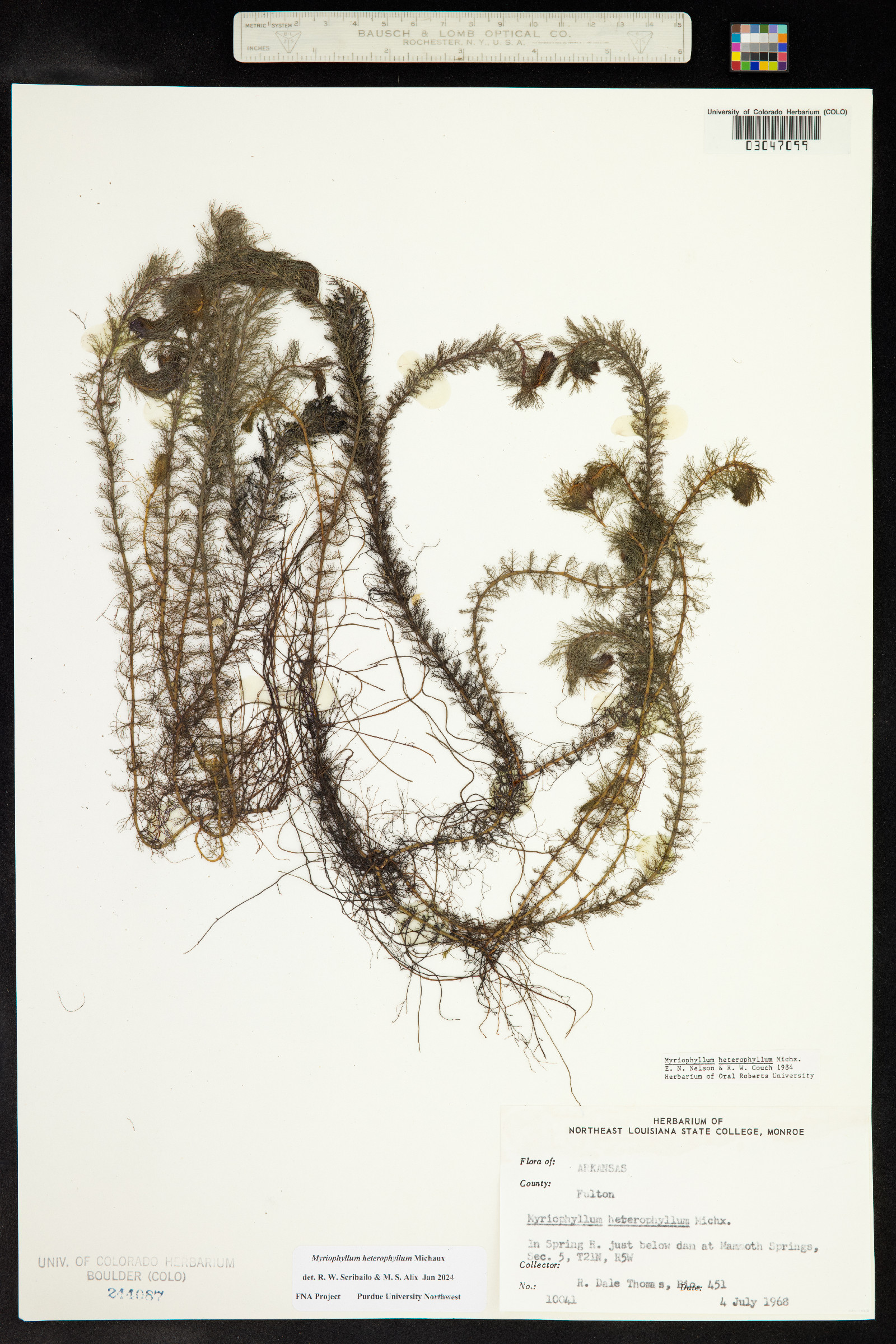 Myriophyllum heterophyllum image