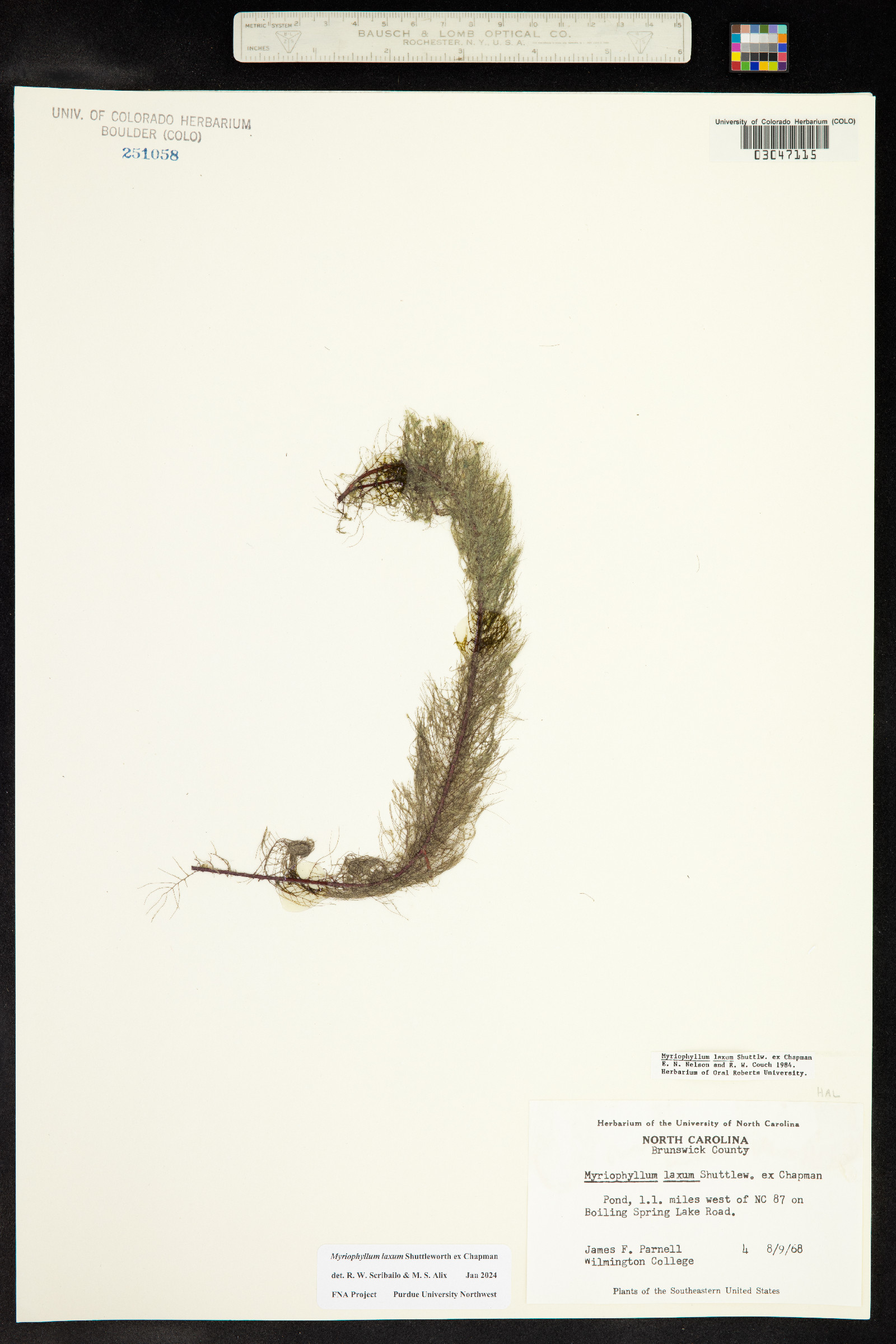 Myriophyllum laxum image