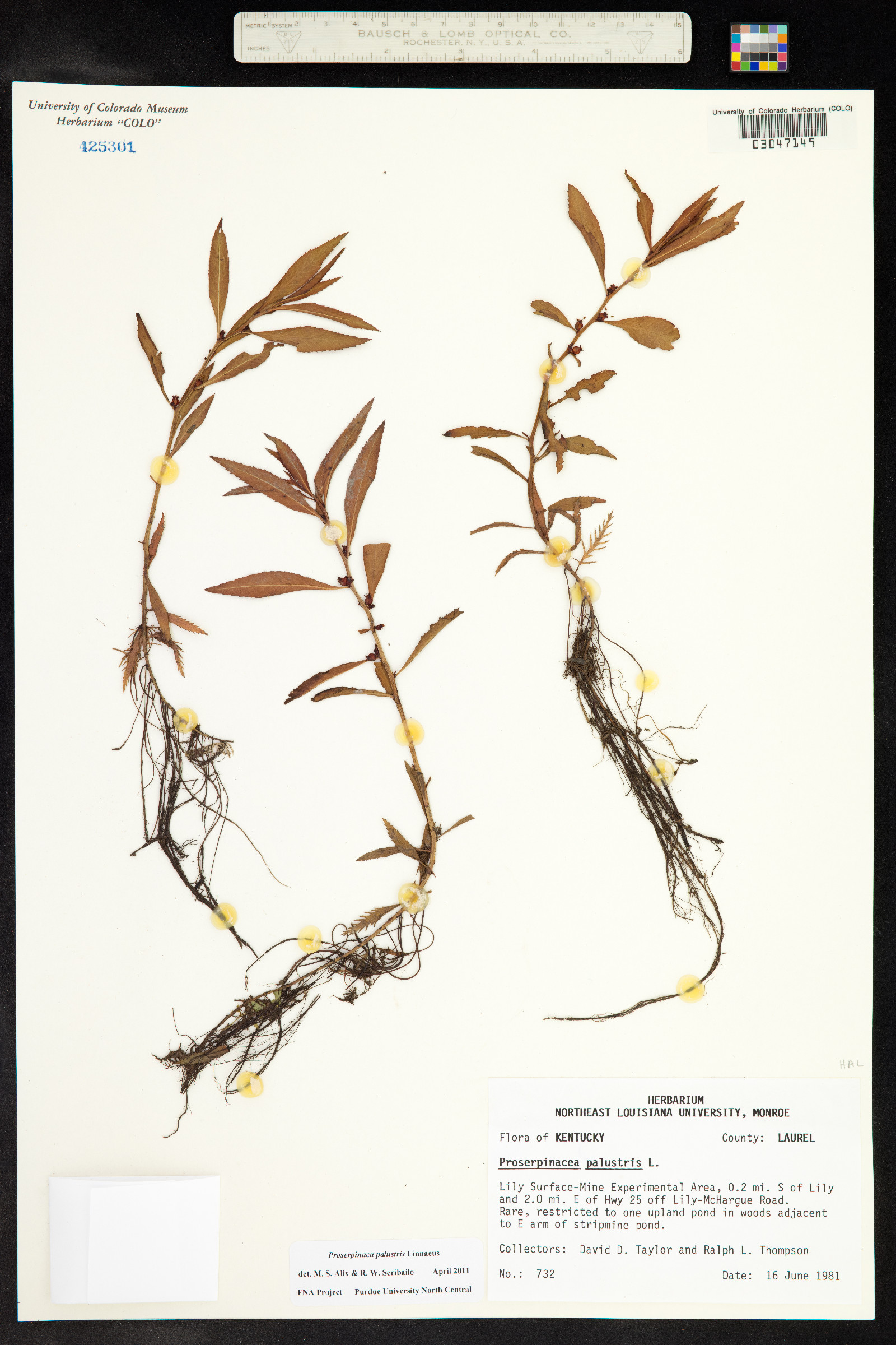 Proserpinaca palustris image