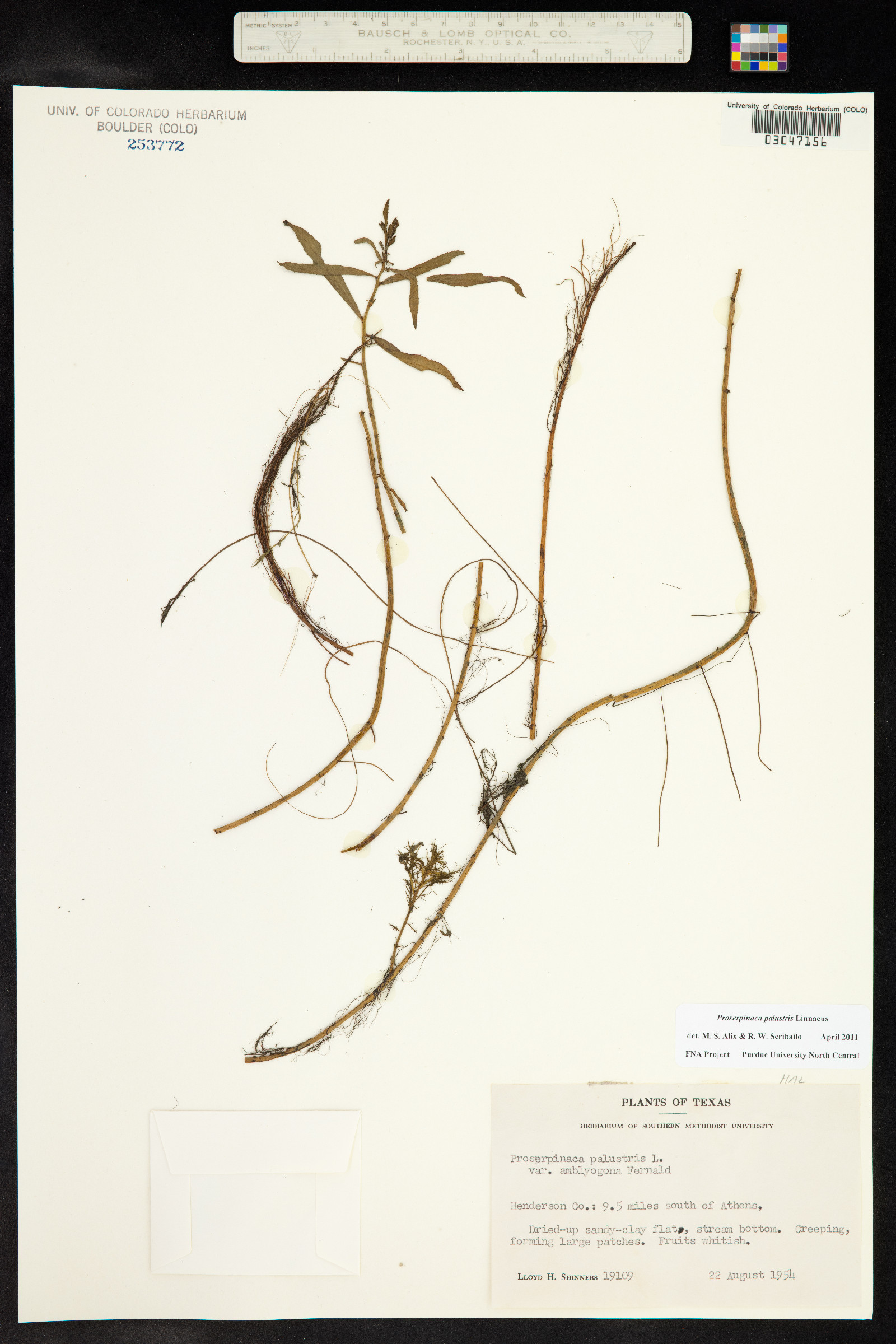 Proserpinaca palustris image