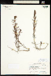 Proserpinaca pectinata image