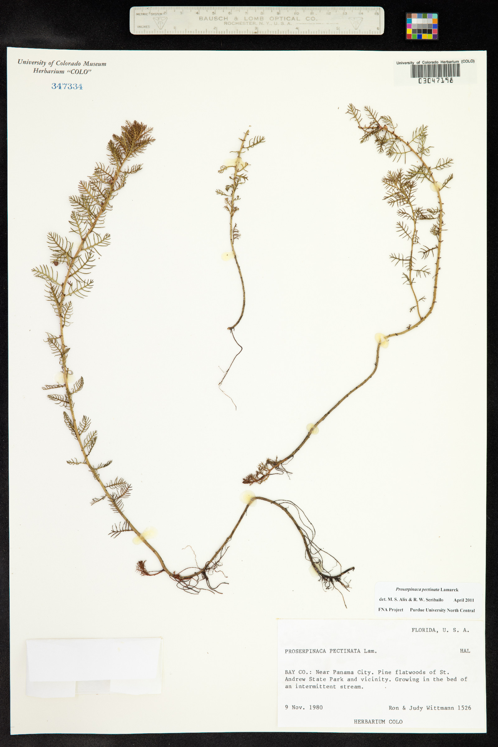 Proserpinaca pectinata image