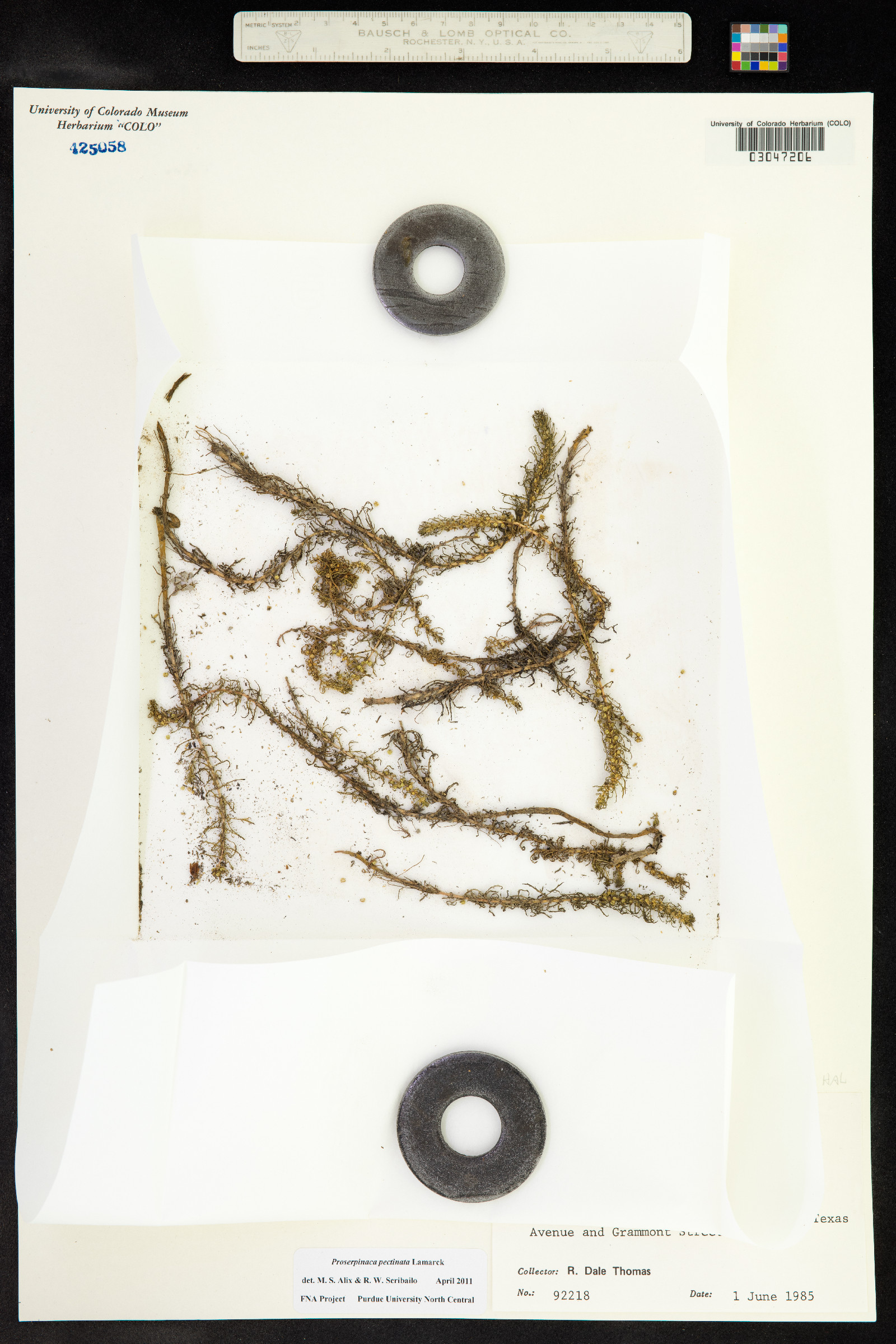 Proserpinaca pectinata image