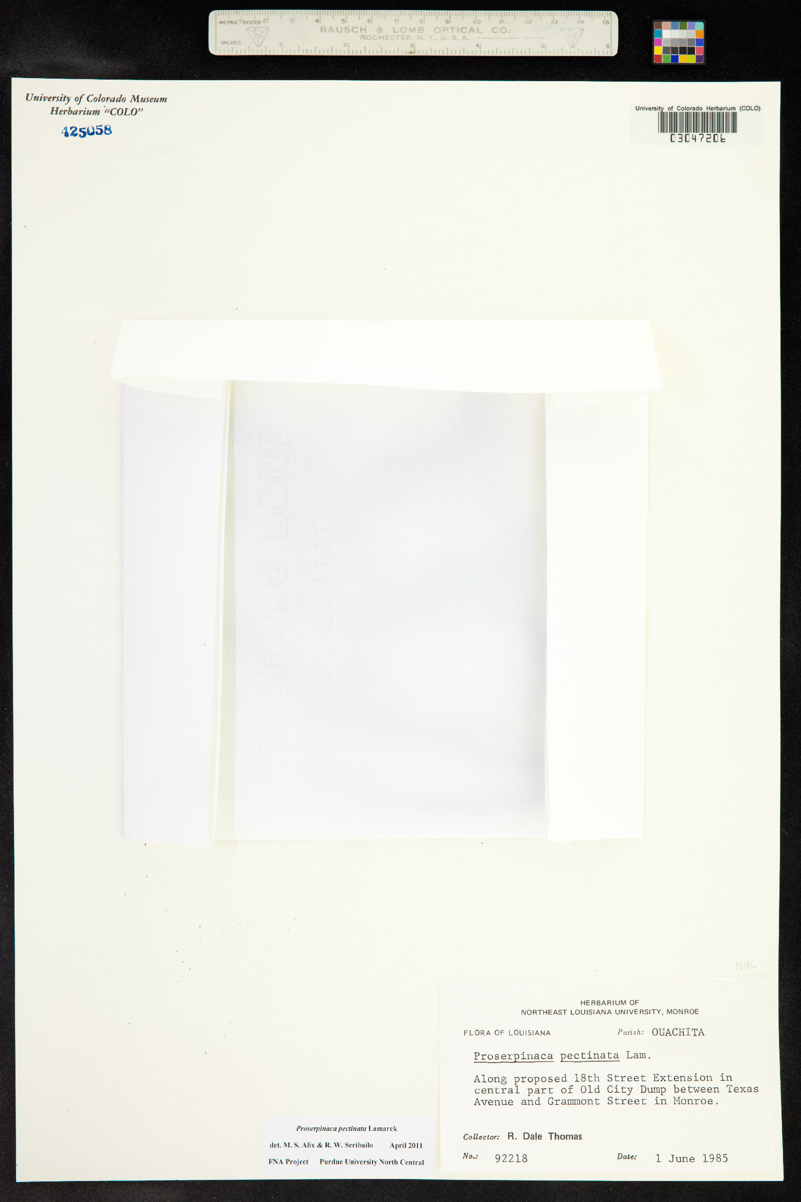Proserpinaca image