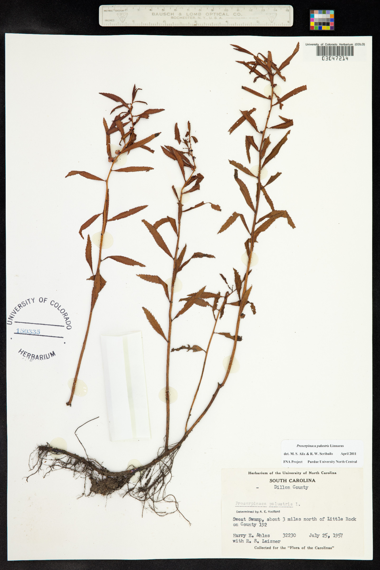 Proserpinaca palustris image