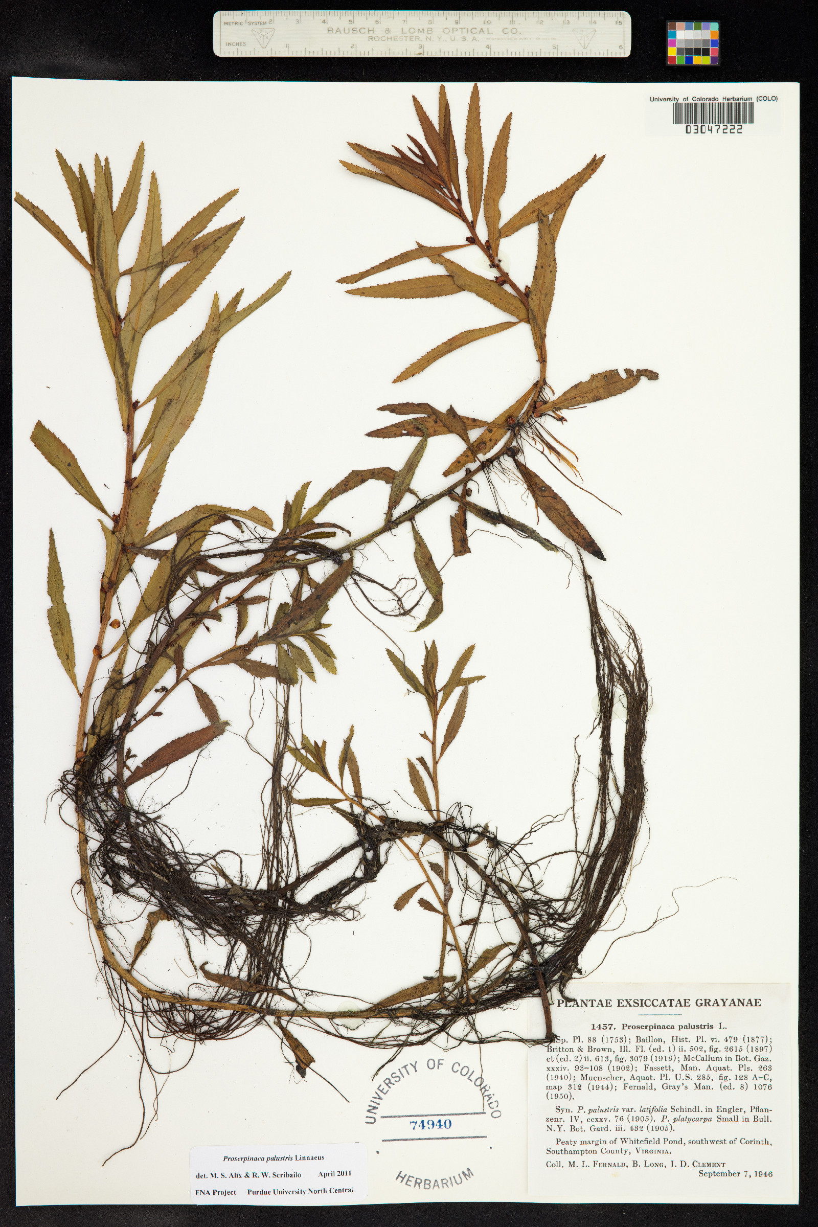 Proserpinaca palustris image