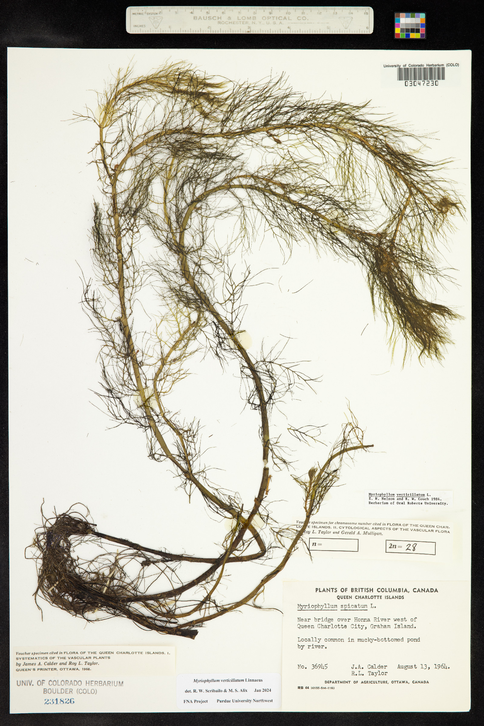 Myriophyllum verticillatum image