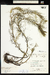 Myriophyllum verticillatum image