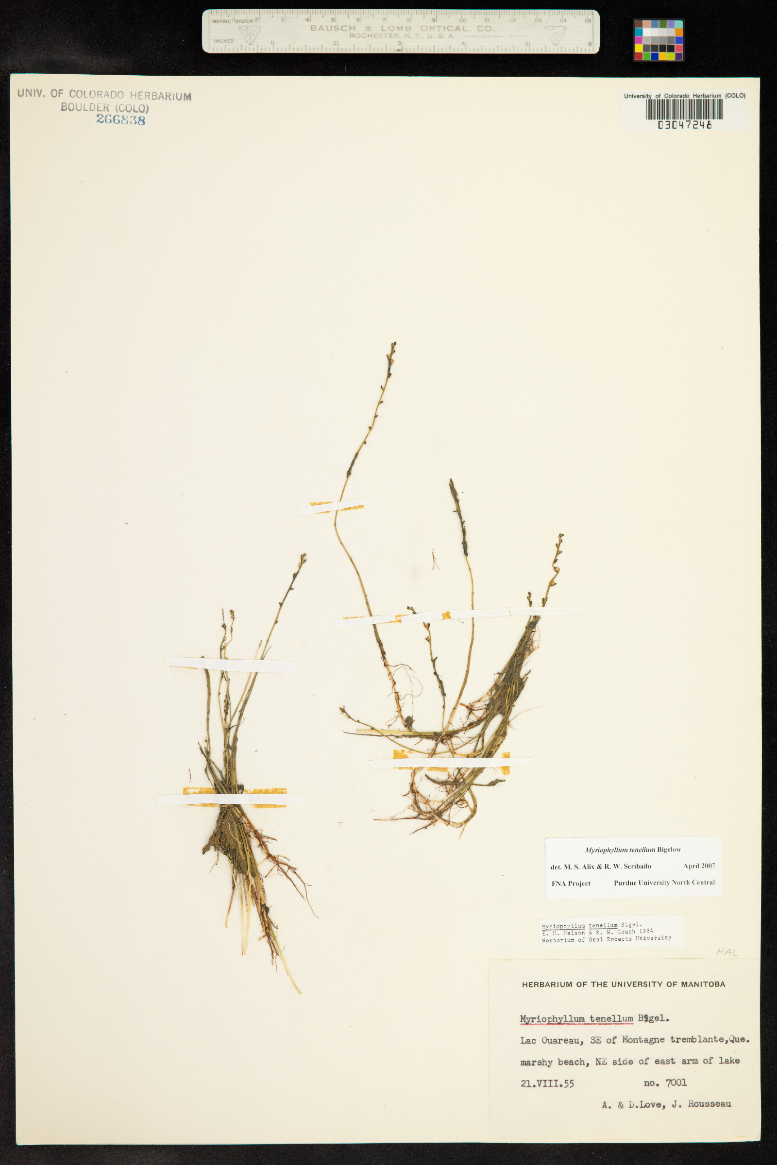Myriophyllum tenellum image