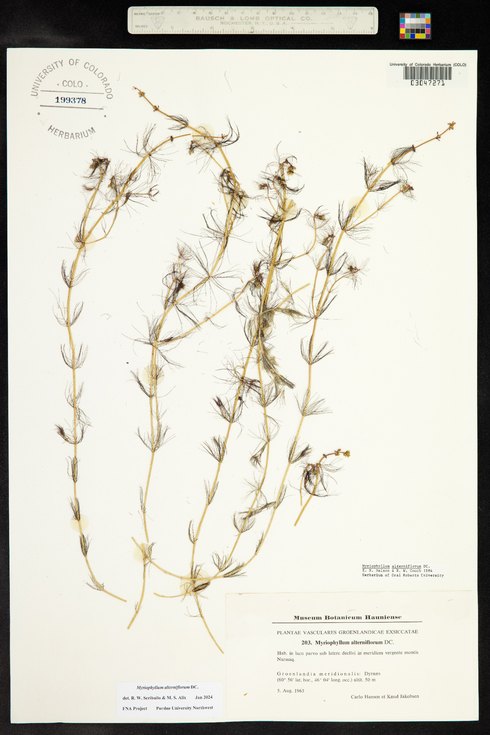 Myriophyllum alterniflorum image