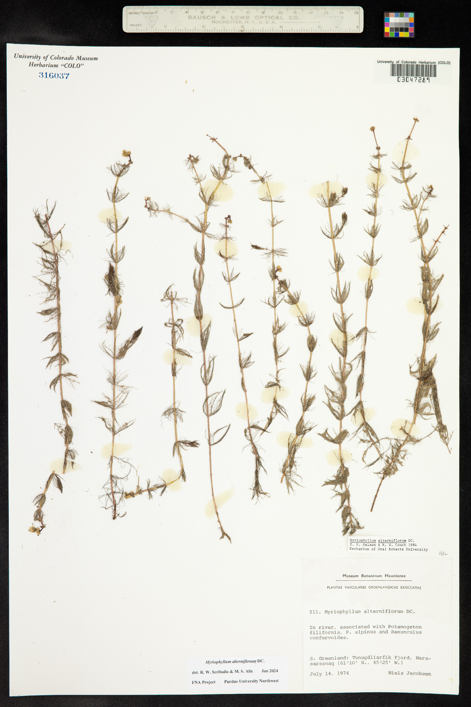 Myriophyllum alterniflorum image