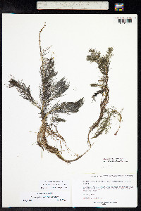 Myriophyllum sibiricum image