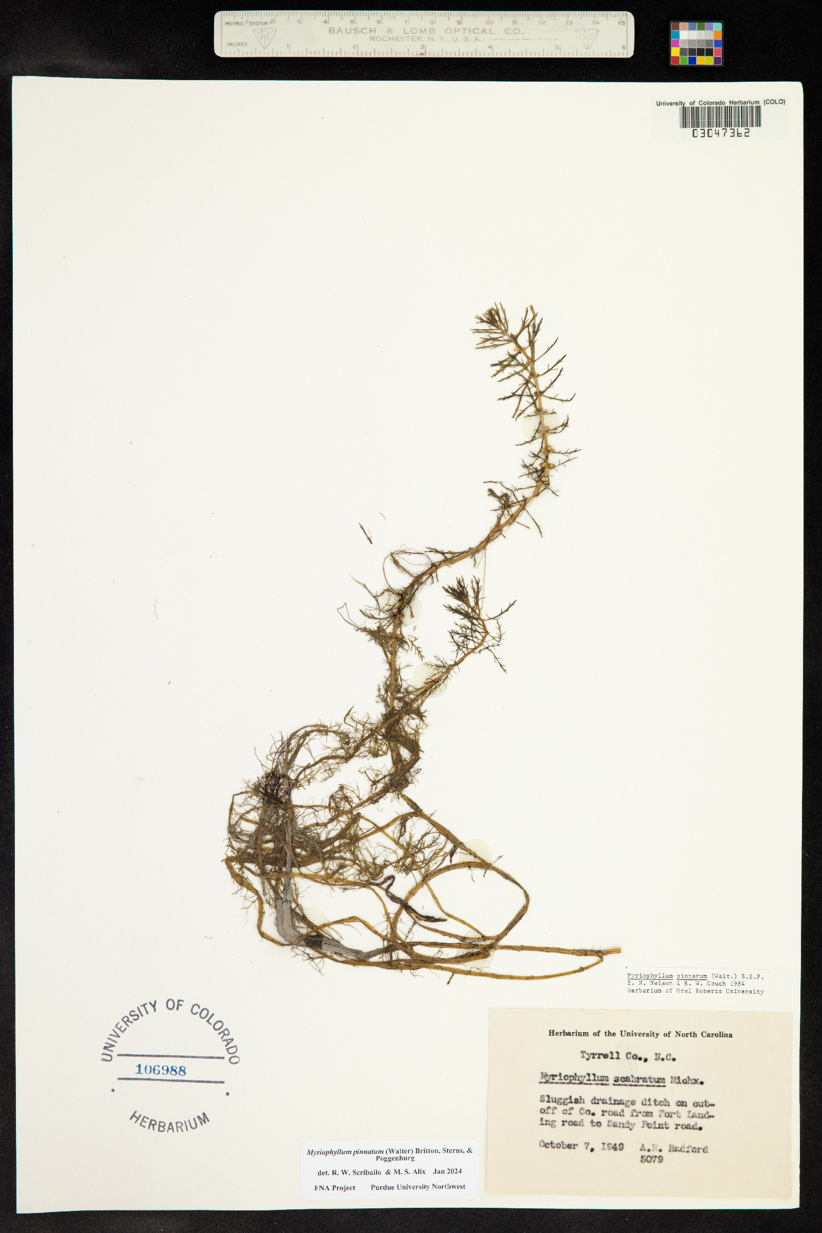 Myriophyllum pinnatum image